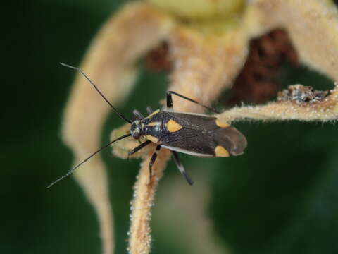 Image of Capsodes flavomarginatus (Donovan 1798)