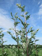 Image of common wormwood