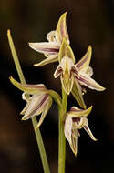 Image of Streaked leek orchid