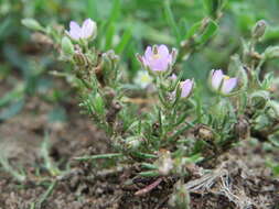 Plancia ëd Spergularia rubra (L.) J. Presl & C. Presl