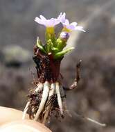 Image de Primula walshii Craib