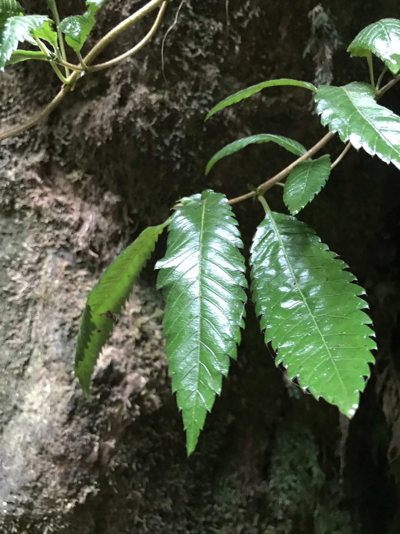 Sivun Caldcluvia paniculata D. Don kuva