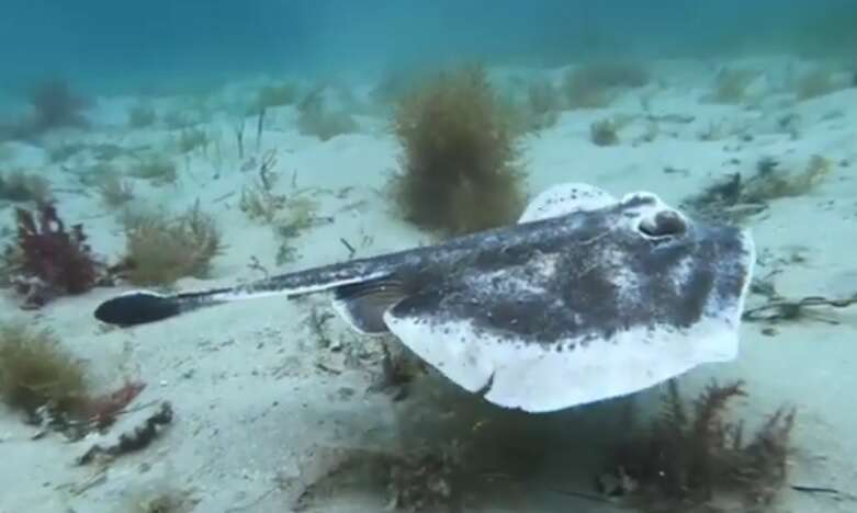 Image of Banded Stingaree