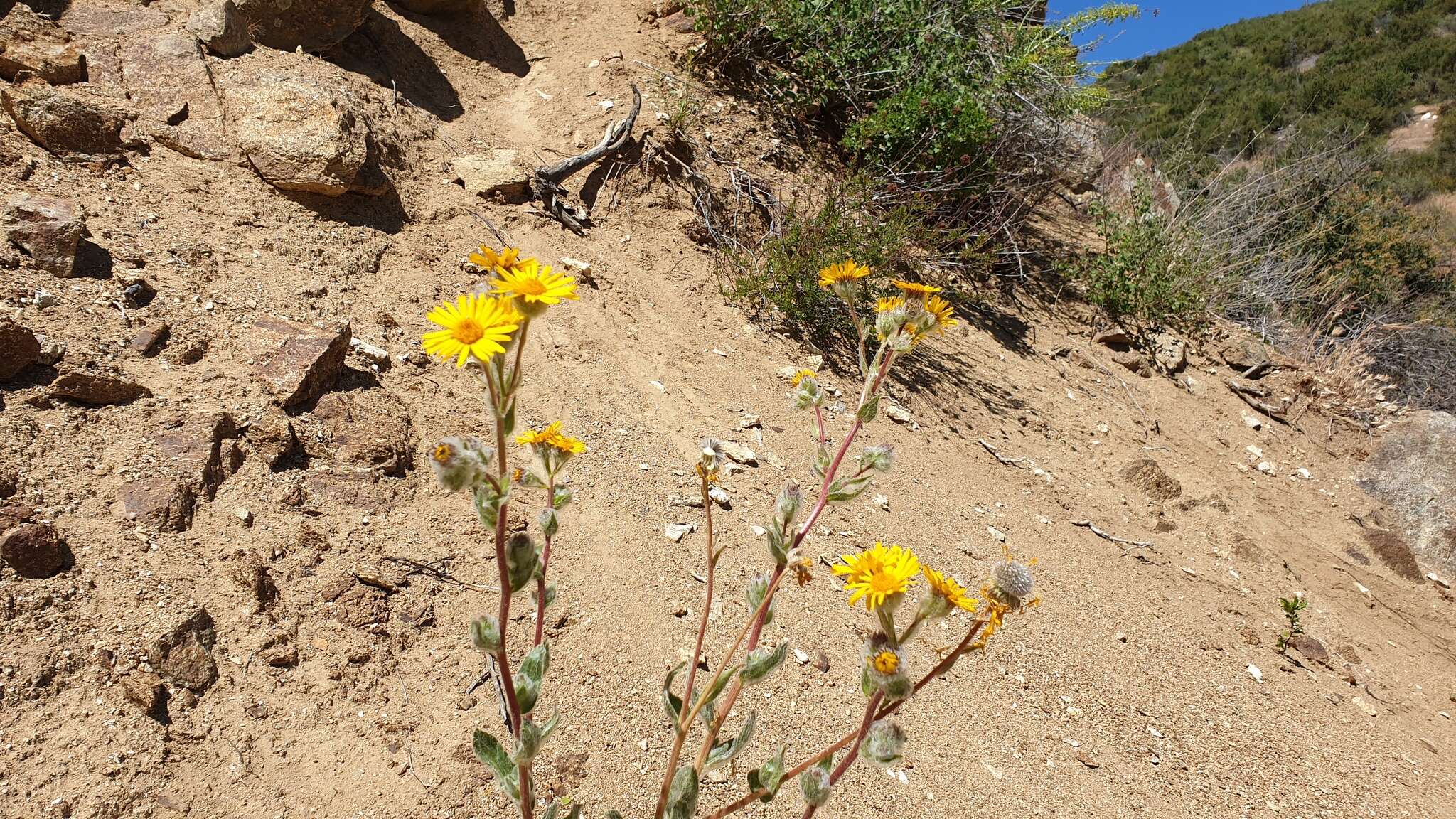 Plancia ëd Hulsea californica A. Gray