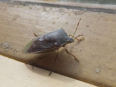 Image of Southern green stink bug