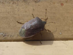 Image of Southern green stink bug