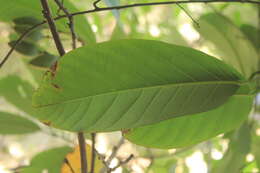 Image de Passiflora lindeniana Planch. ex Triana & Planch.