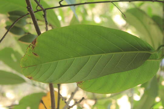 Image of Passiflora lindeniana Planch. ex Triana & Planch.