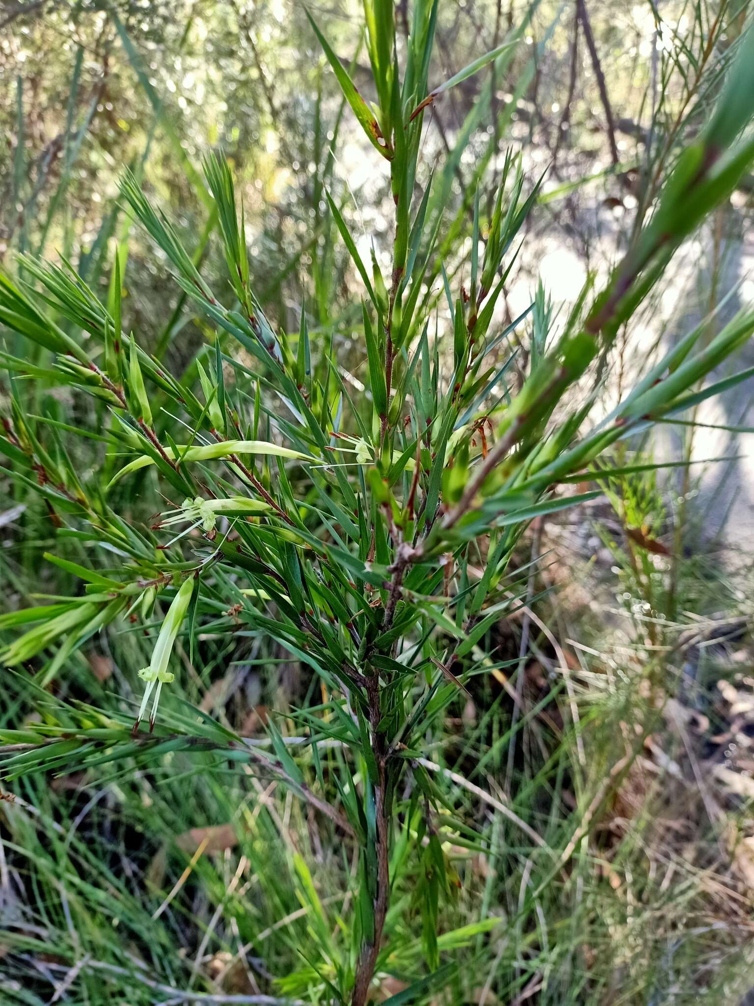 Image of Styphelia longifolia R. Br.