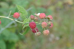 Image of White-Stem Raspberry