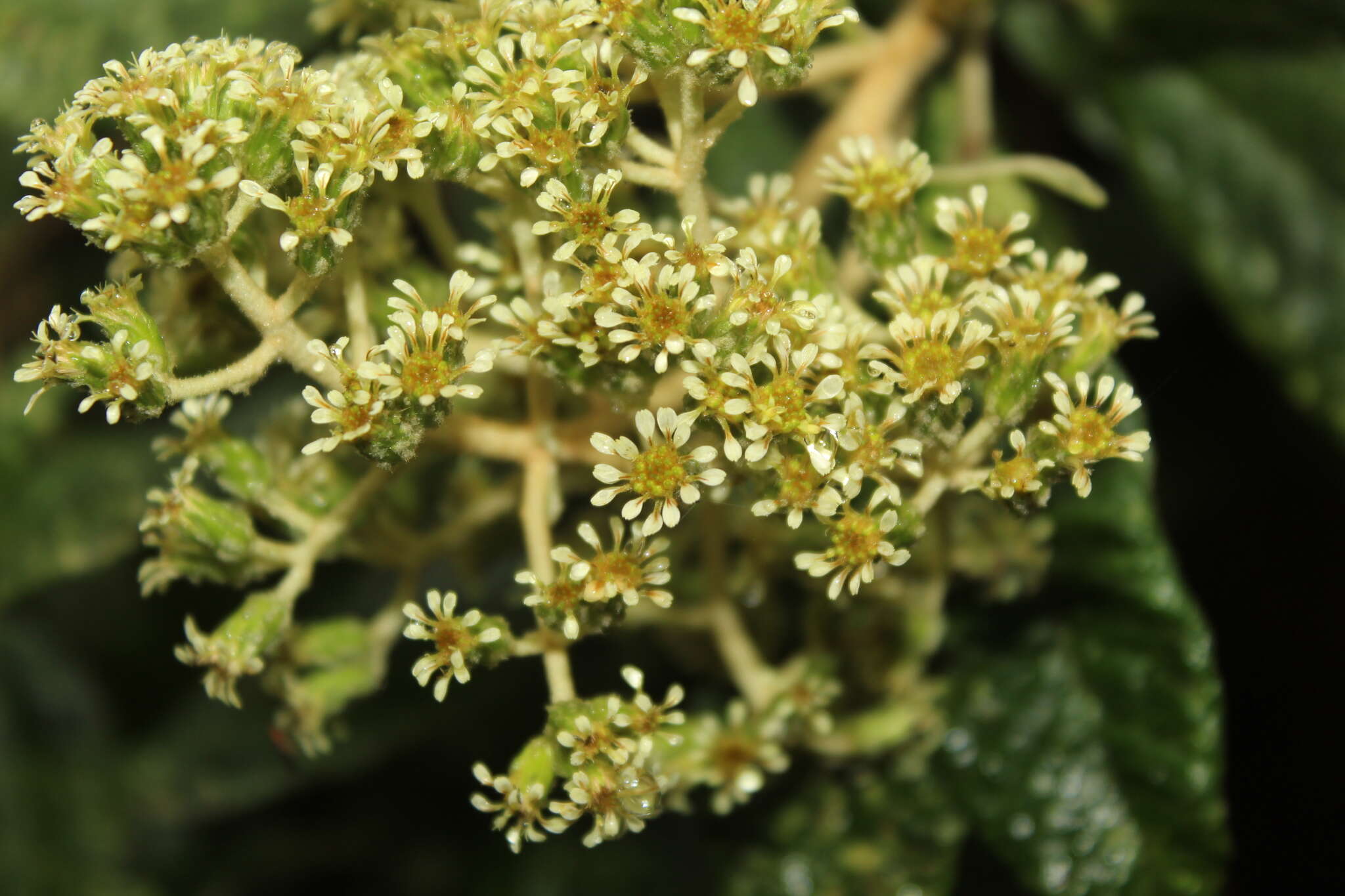 Слика од Linochilus tenuifolius (Cuatrec.) Saldivia & O. M. Vargas