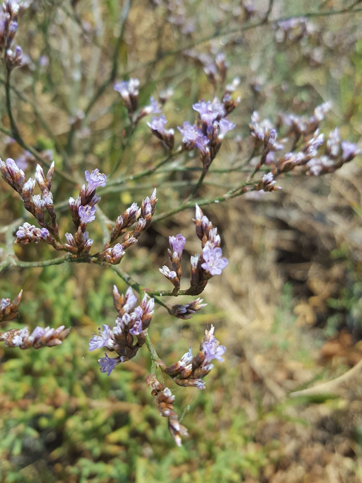 Imagem de Limonium californicum (Boiss.) Heller