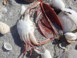 Image of blotched swimming crab