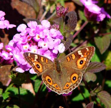 Image of Meadow Argus