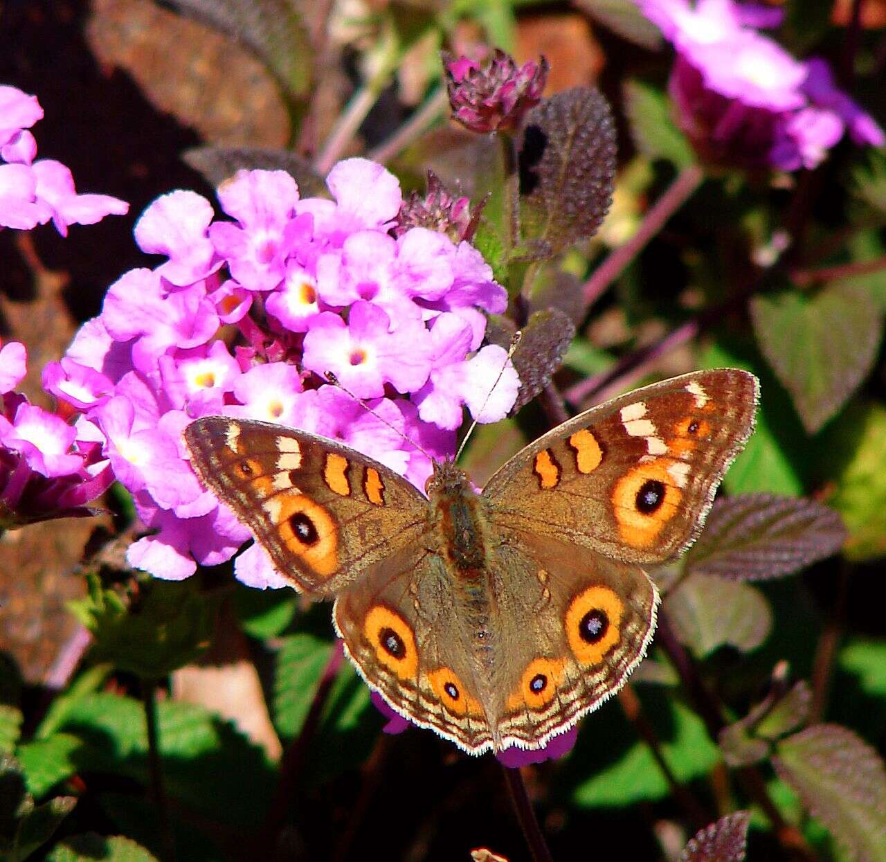 Image of Meadow Argus