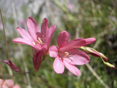 Image of Tritonia disticha subsp. rubrolucens (R. C. Foster) M. P. de Vos