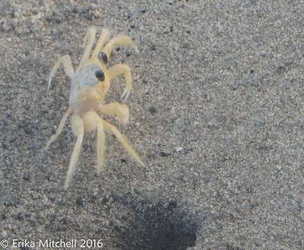 Image of Atlantic Ghost Crab