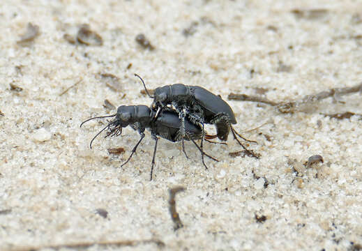 Image of Autumn Tiger Beetle