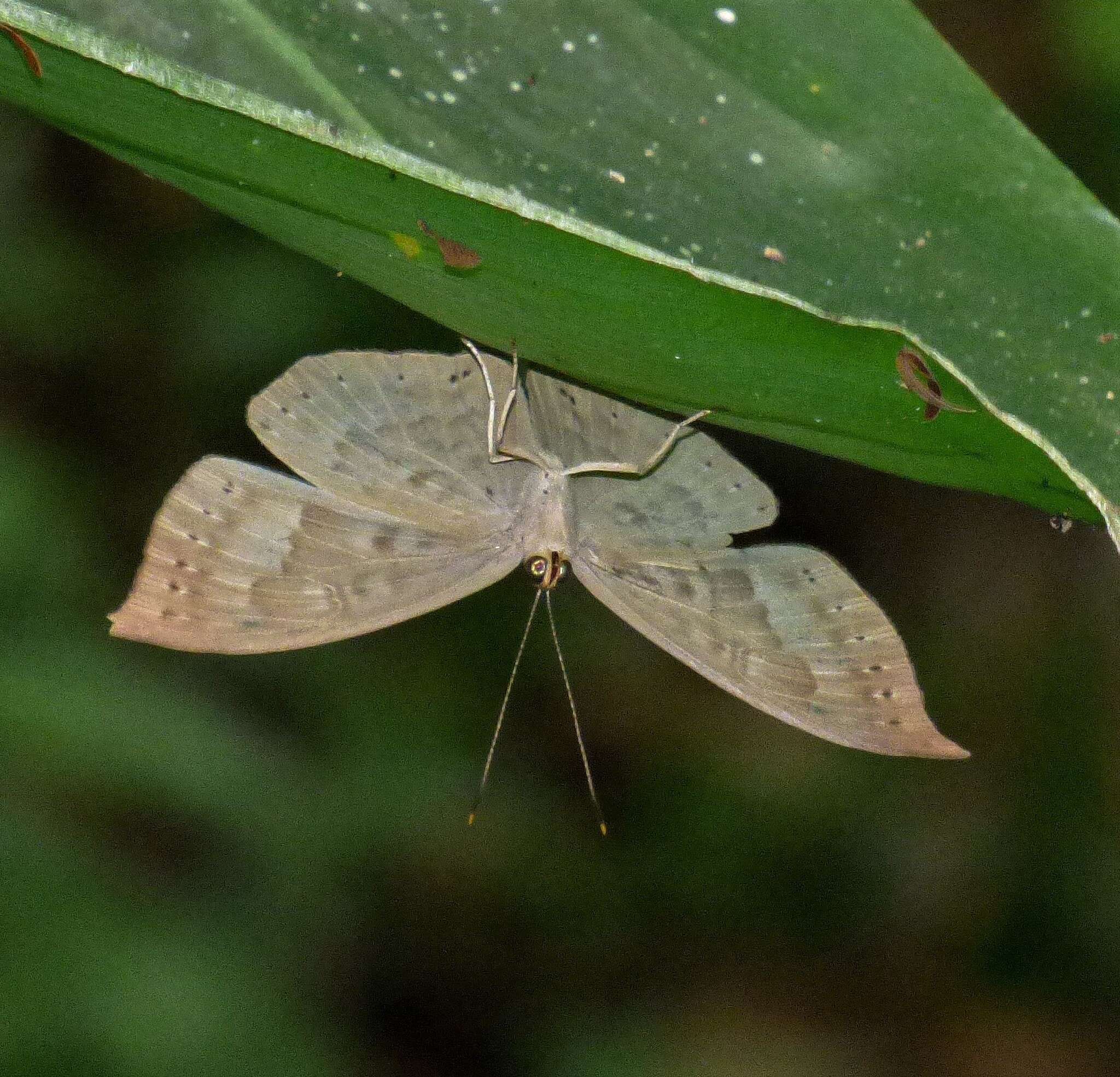 Image of Eurybia pergaea Geyer 1832