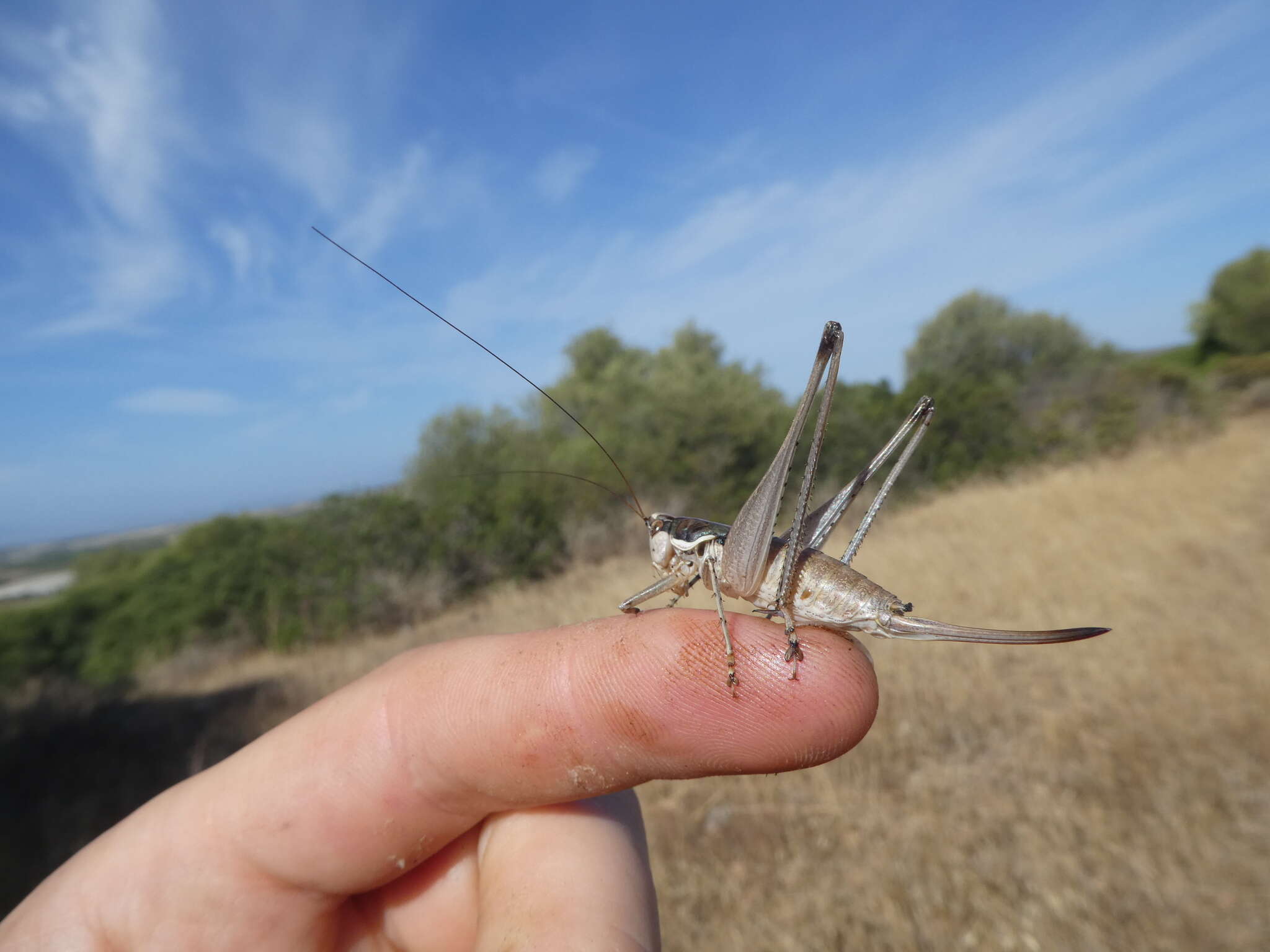 Image of Pterolepis pedata Costa & A. 1882