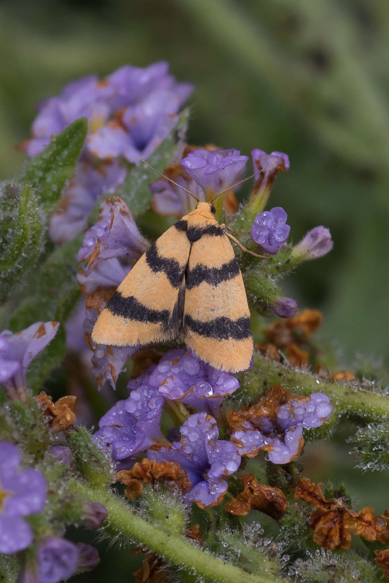 صورة Heliosia jucunda Walker 1854