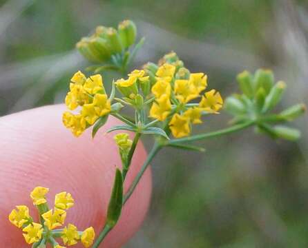 Bupleurum brachiatum C. Koch ex Boiss. resmi