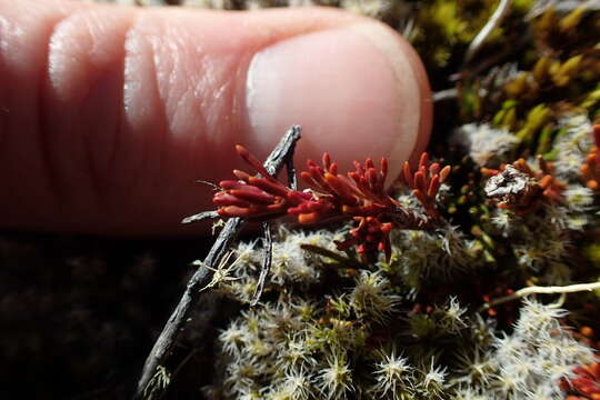 Image of Dracophyllum pronum W. R. B. Oliver