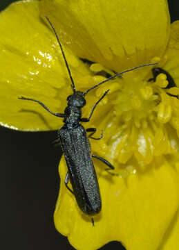 Image of Oedemera lurida