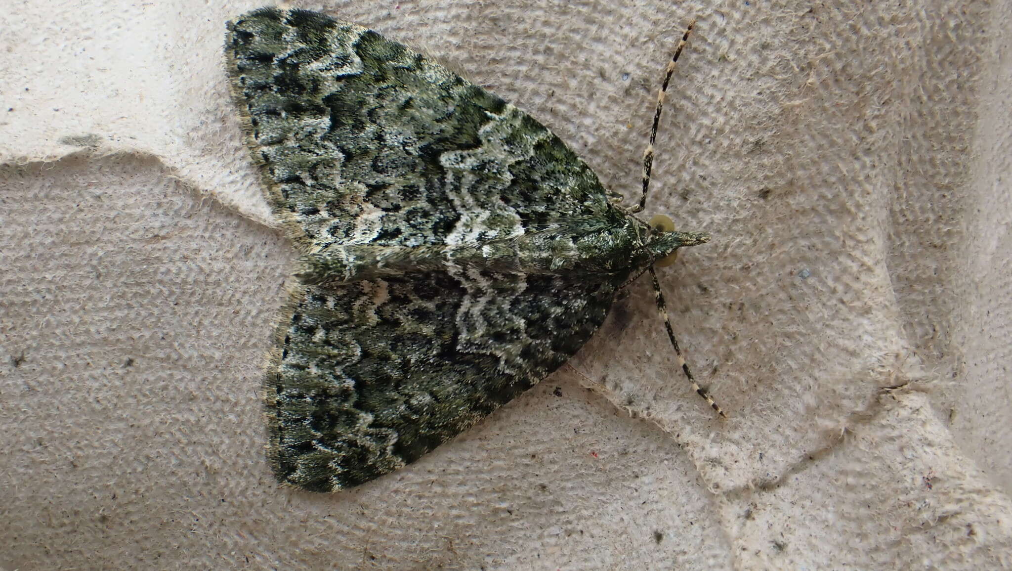 Plancia ëd Chloroclysta miata Linnaeus 1758