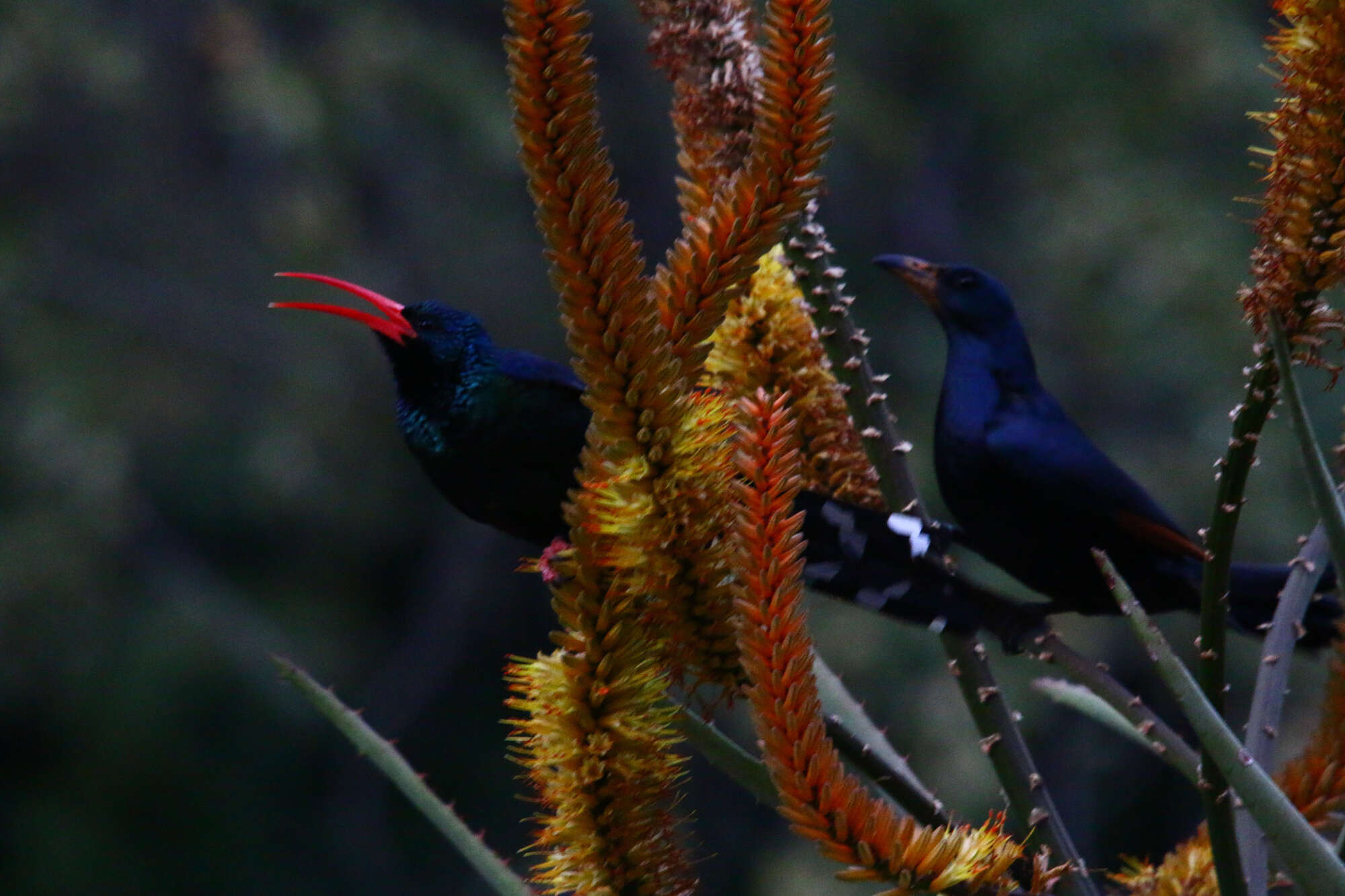 Imagem de Phoeniculus purpureus marwitzi (Reichenow 1906)