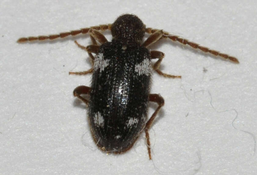 Image of Ptinus sexpunctatus