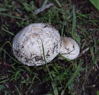 Image of Field Mushroom