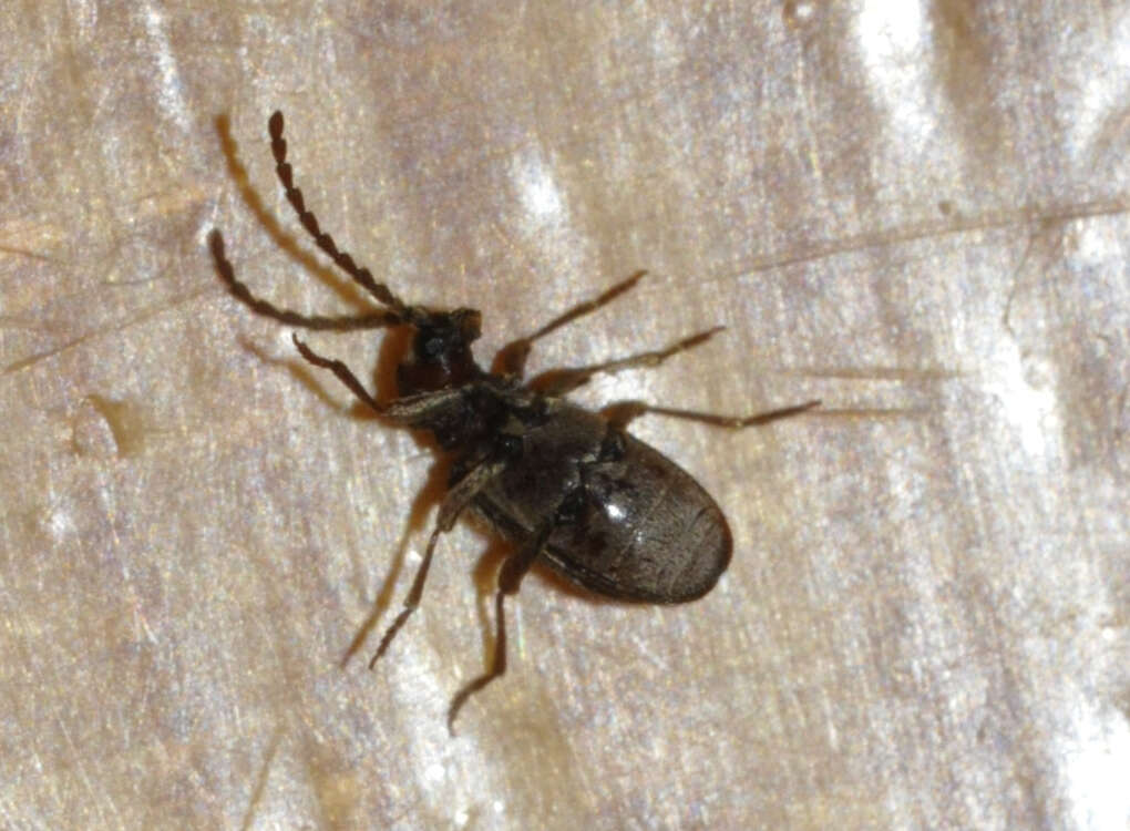 Image of Ptinus sexpunctatus