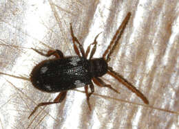 Image of Ptinus sexpunctatus