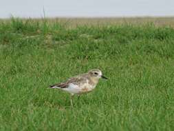 Charadrius obscurus aquilonius Dowding 1994 resmi