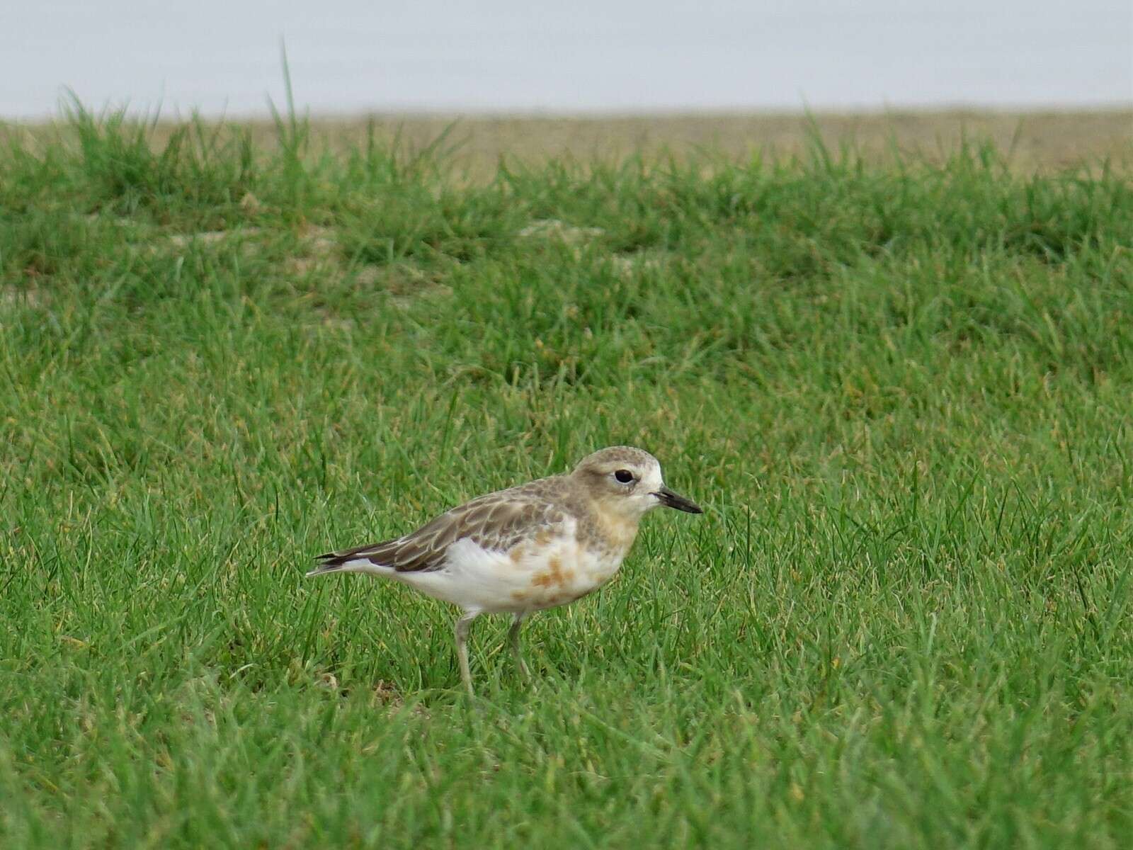 Charadrius obscurus aquilonius Dowding 1994 resmi