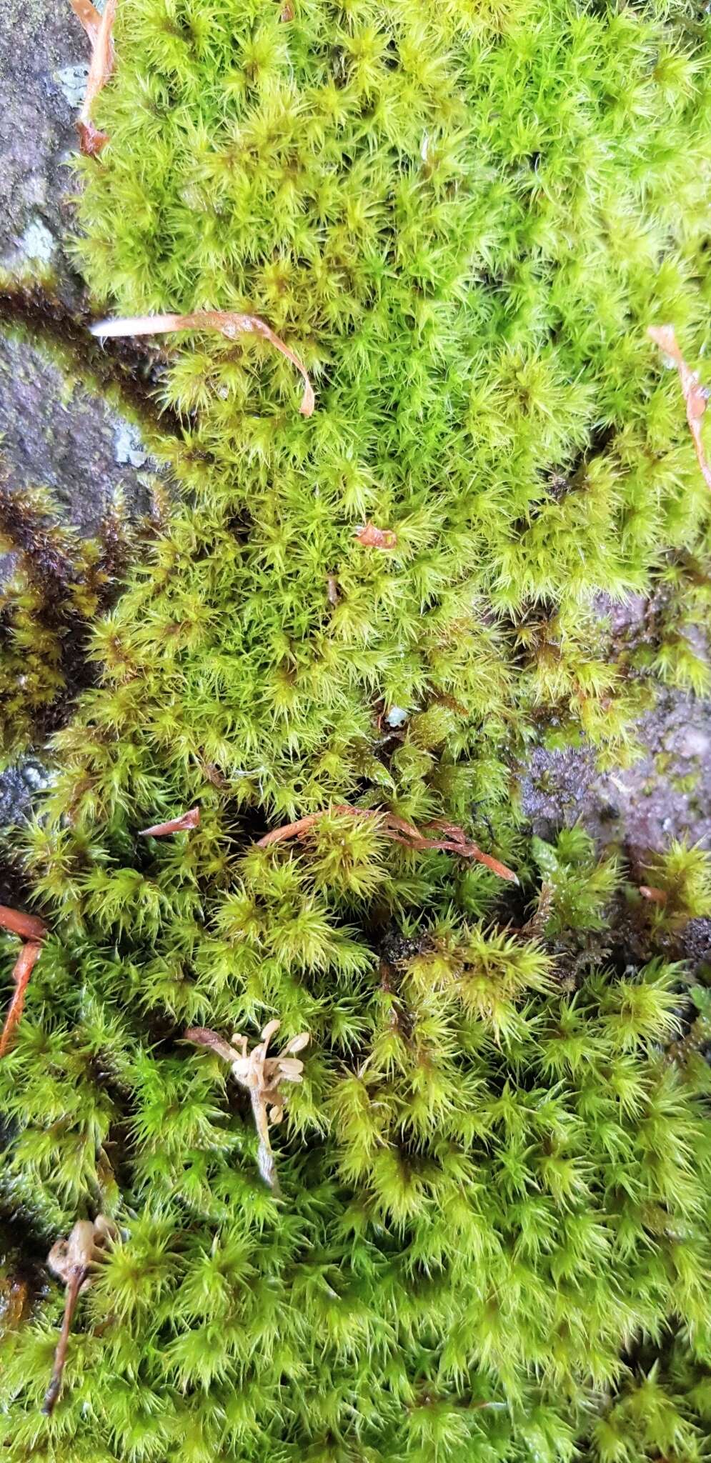 Image of racomitrium moss