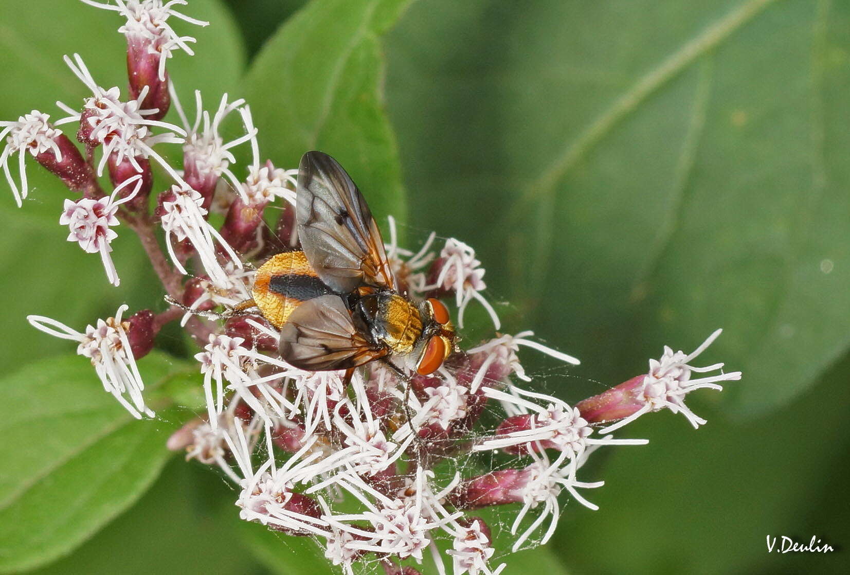 Imagem de Ectophasia crassipennis (Fabricius 1794)