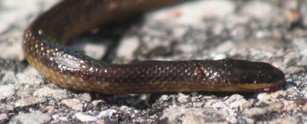 Image of Striped Crayfish Snake