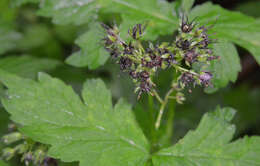 Image of Pacific waterleaf