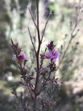 Image of Kunzea parvifolia Schau.