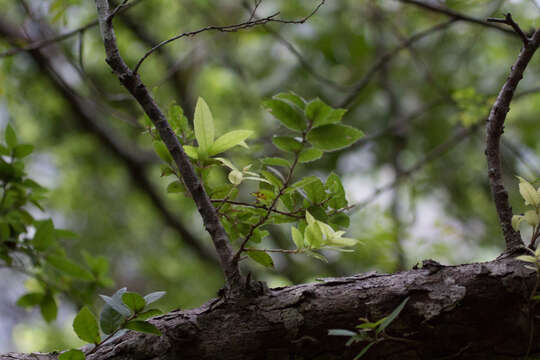 Imagem de Quercus tarokoensis Hayata