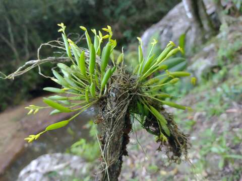 Image of Acianthera sonderiana (Rchb. fil.) Pridgeon & M. W. Chase