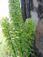 Image of Habenaria strictissima Rchb. fil.
