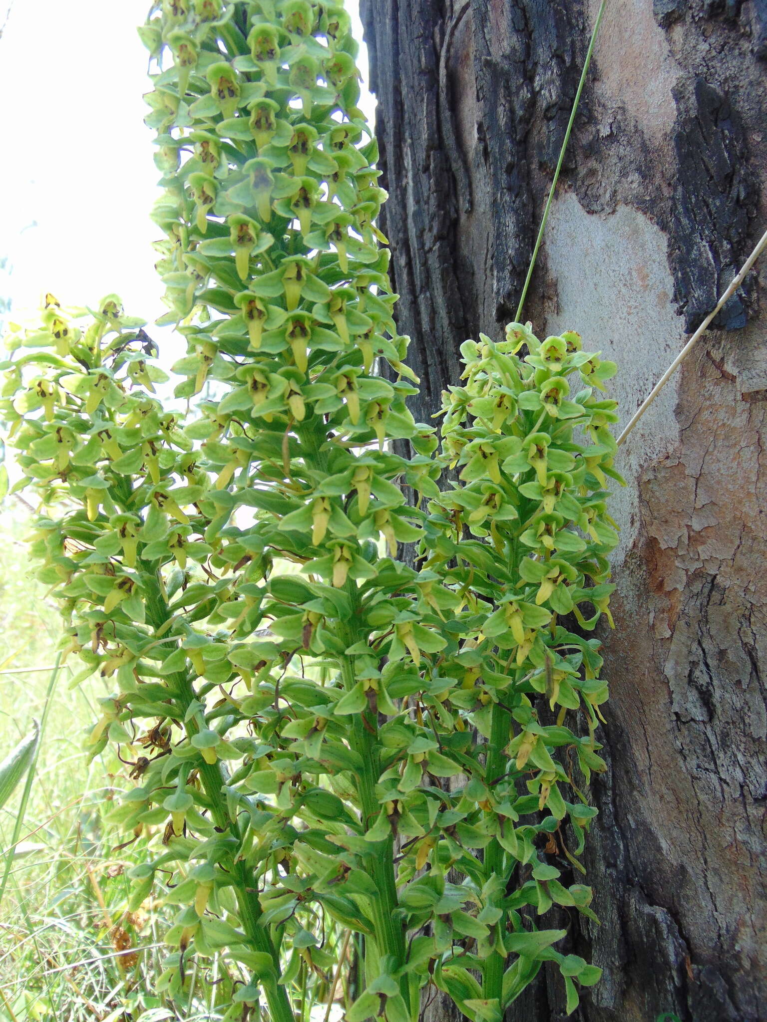 Plancia ëd Habenaria strictissima Rchb. fil.