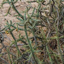 Image de Cylindropuntia waltoniorum