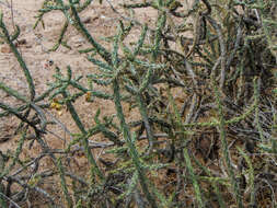 Image of Cylindropuntia waltoniorum