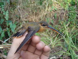 Phaethornis philippii (Bourcier 1847) resmi