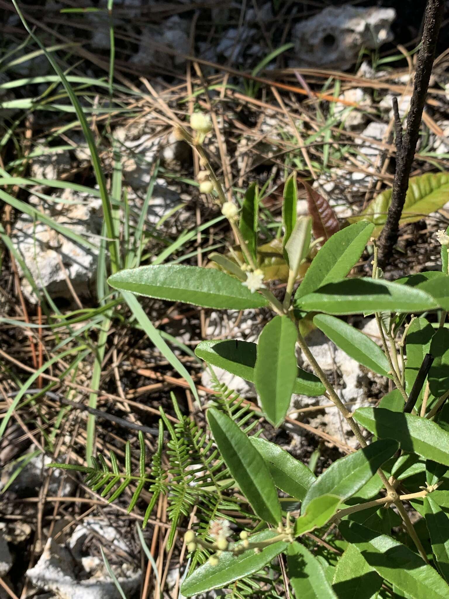 Слика од Croton linearis Jacq.