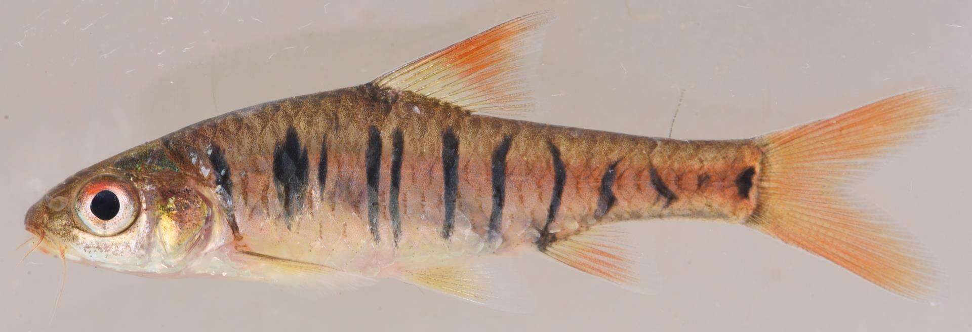 Image de Enteromius fasciolatus (Günther 1868)